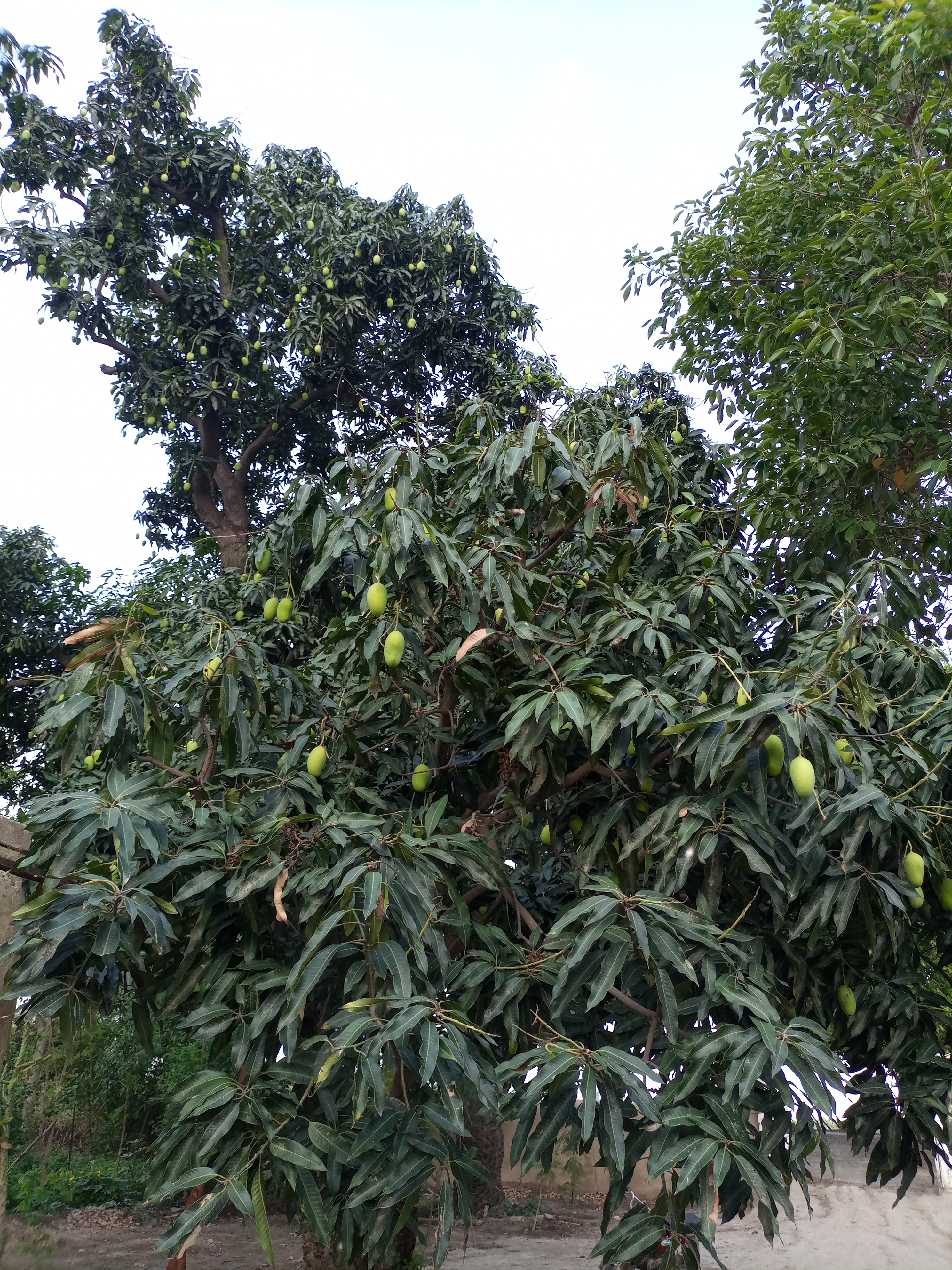 mangos-tree-photography-and-mangos-health-benefits-blurt