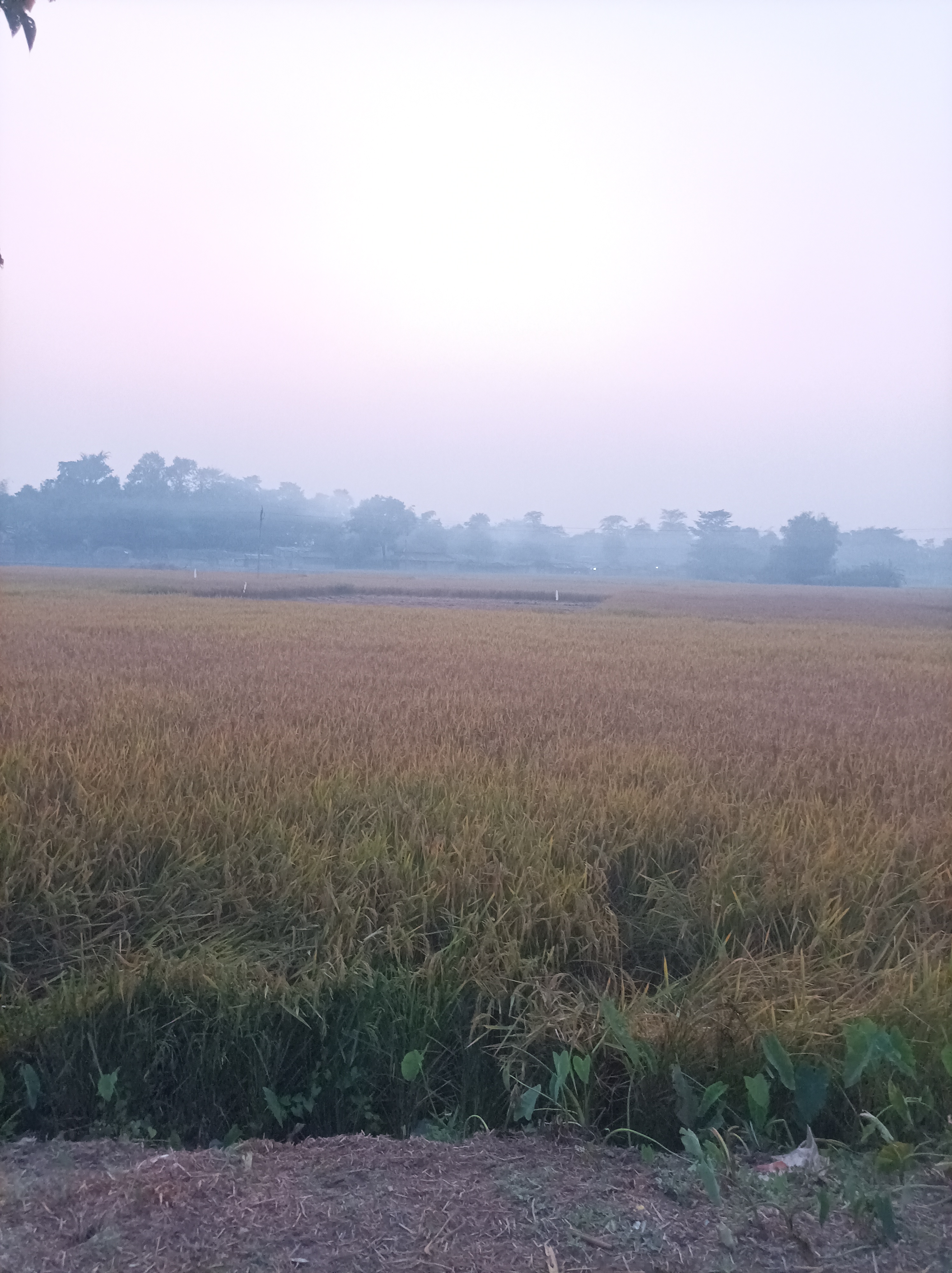 mobile-photography-of-paddy-fields-blurt