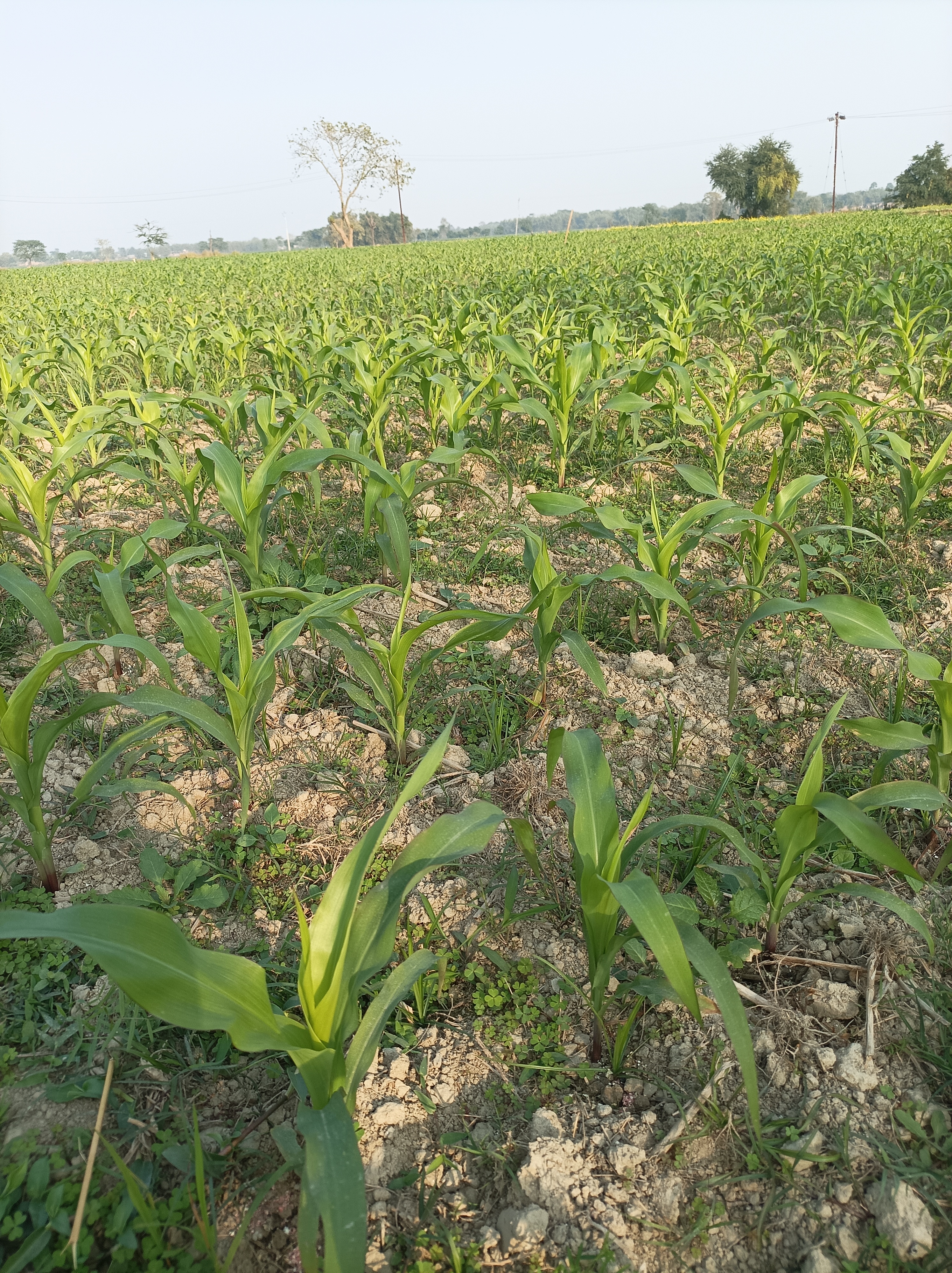 mobile-photography-corn-field-of-maize-blurt