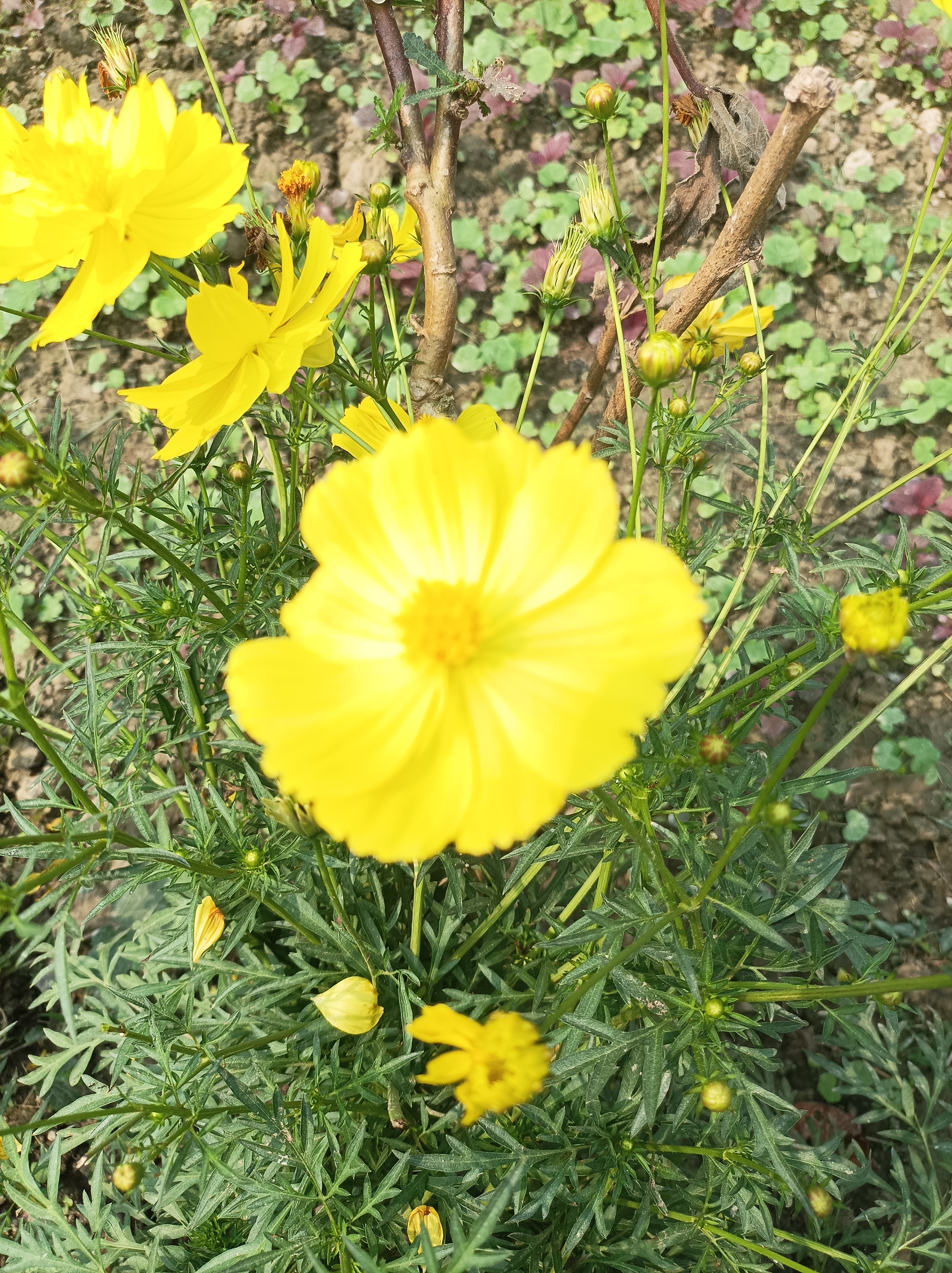 today-mobile-photography-of-yellow-flawers-blurt