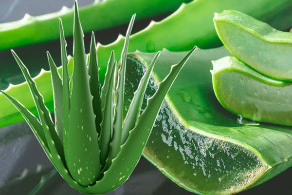 today-i-am-in-today-s-post-about-the-medicinal-qualities-and-benefits-of-aloe-vera-blurt