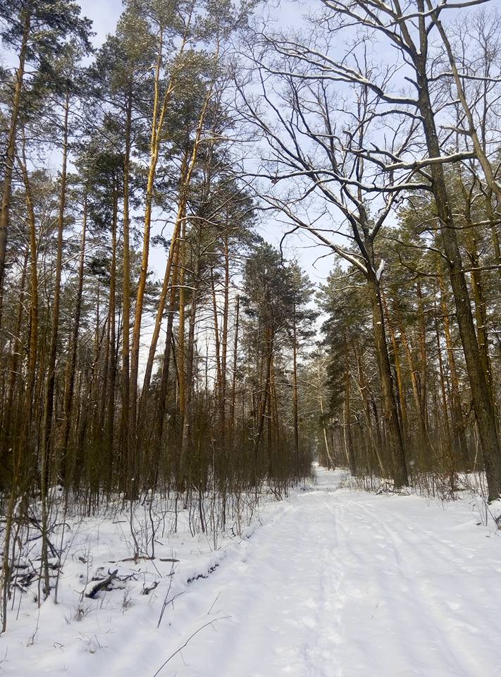 winter-forest-blurt