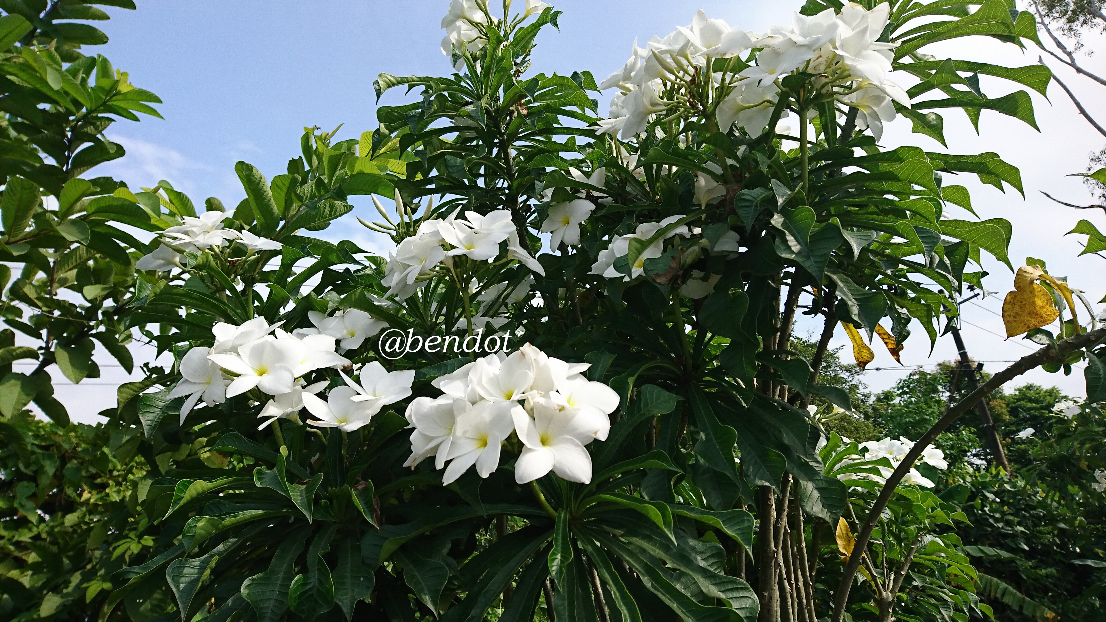 mydailyflower-monday-frangipani-blurt