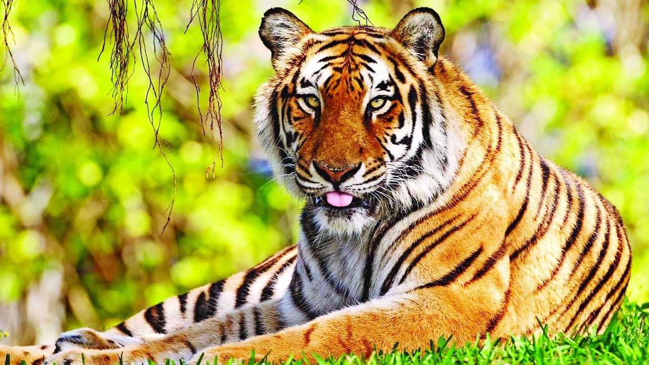 the-king-of-sundarbans-the-royal-bengals-tiger-must-be-protected-blurt