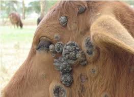 relief-from-calf-and-cow-warts-blurt