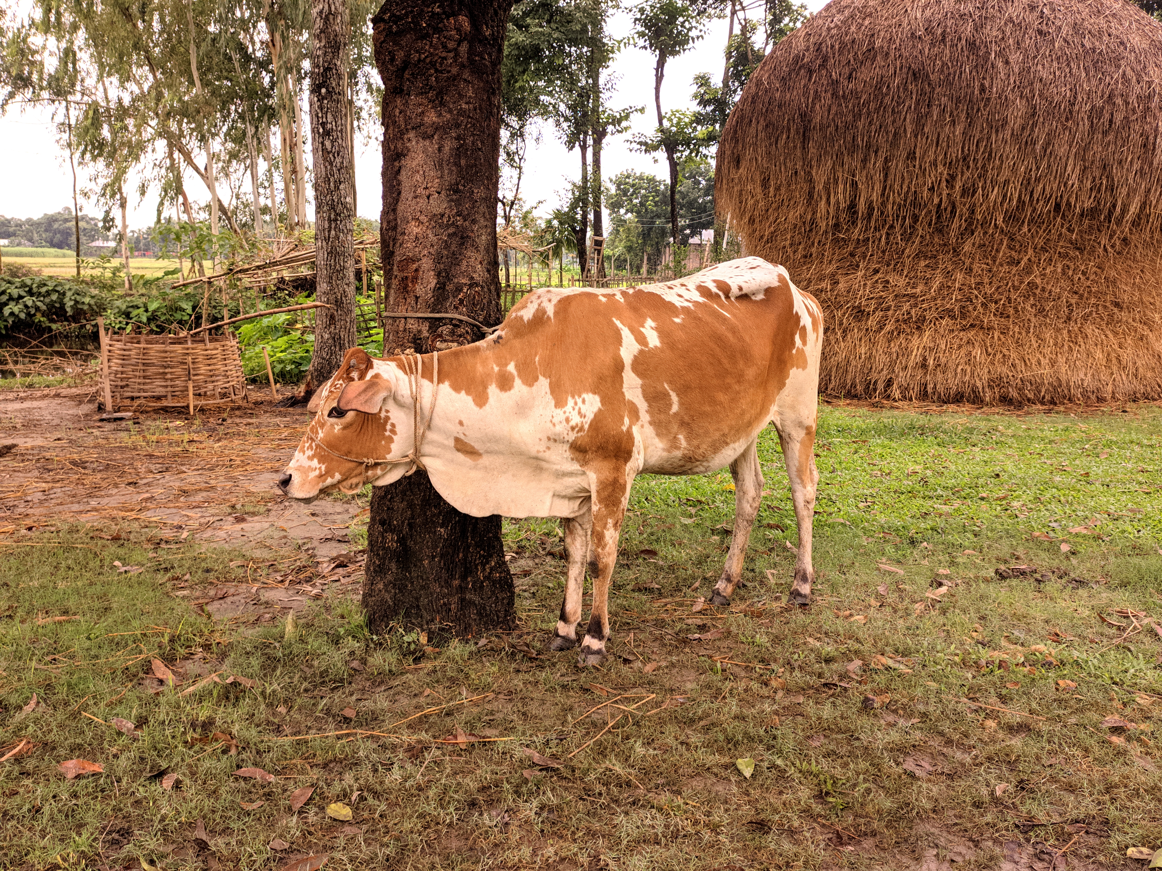 29062023\_103136.Mobile Dslr.jpg