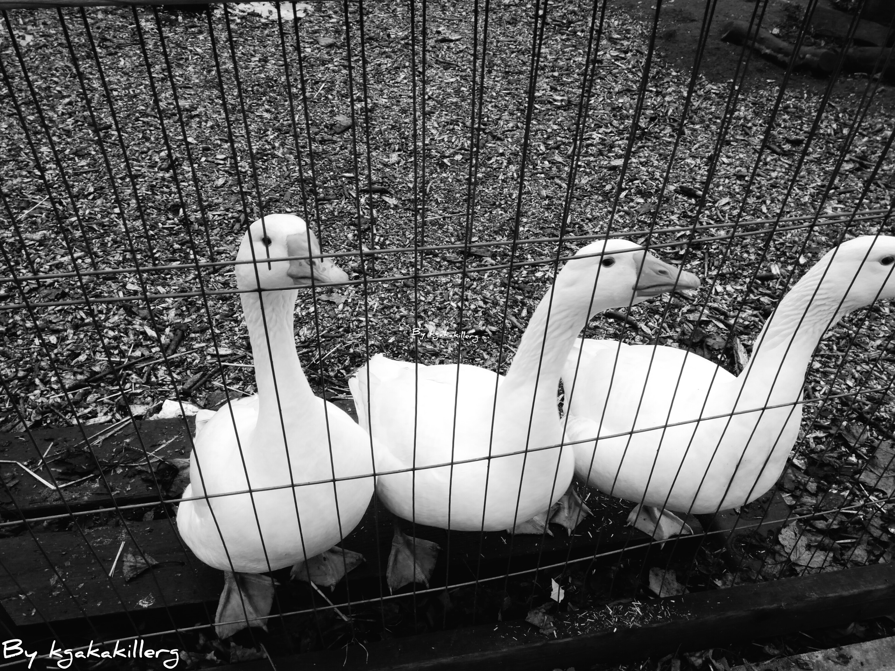 kgakakillerg original content