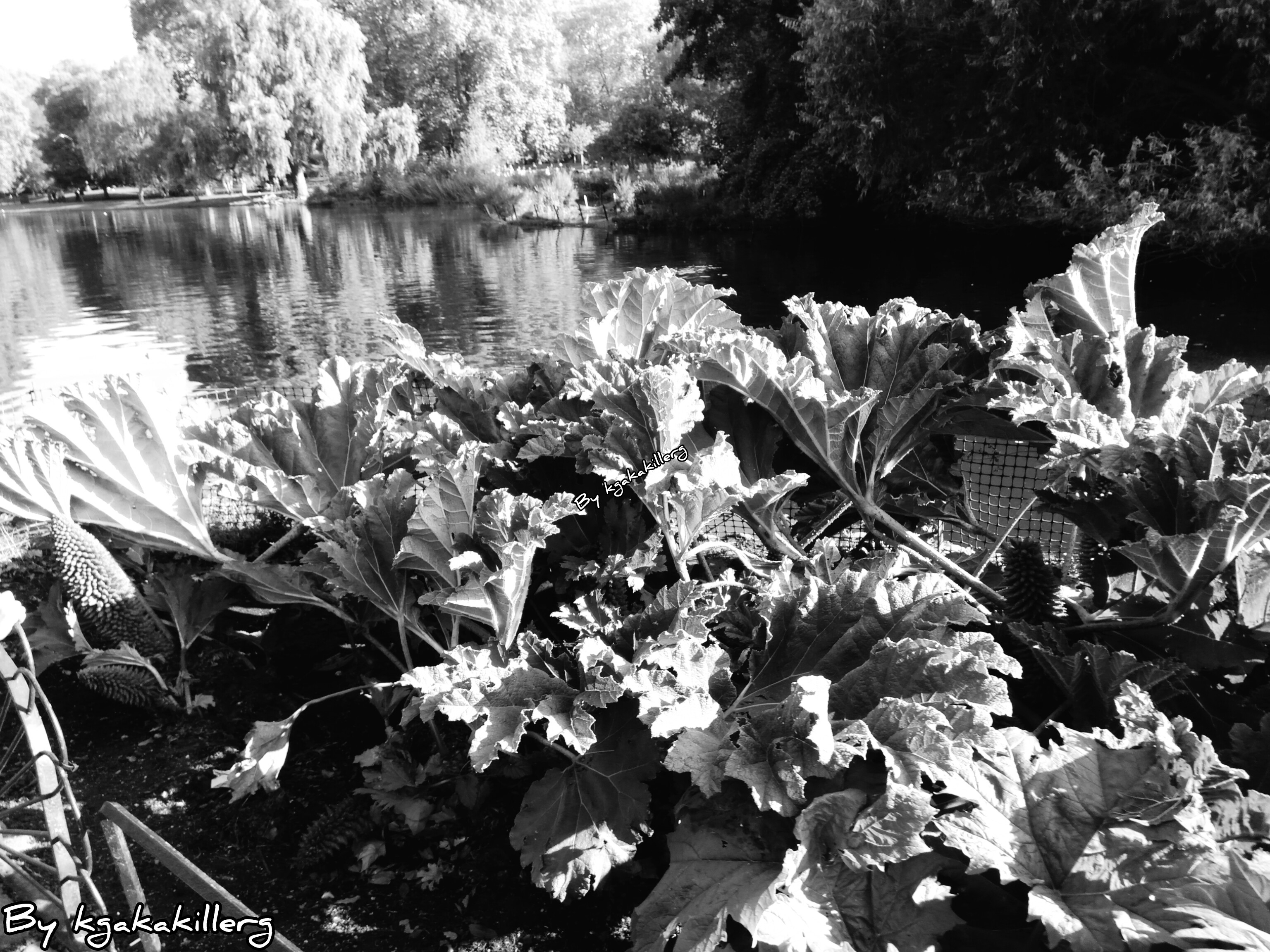 kgakakillerg original content