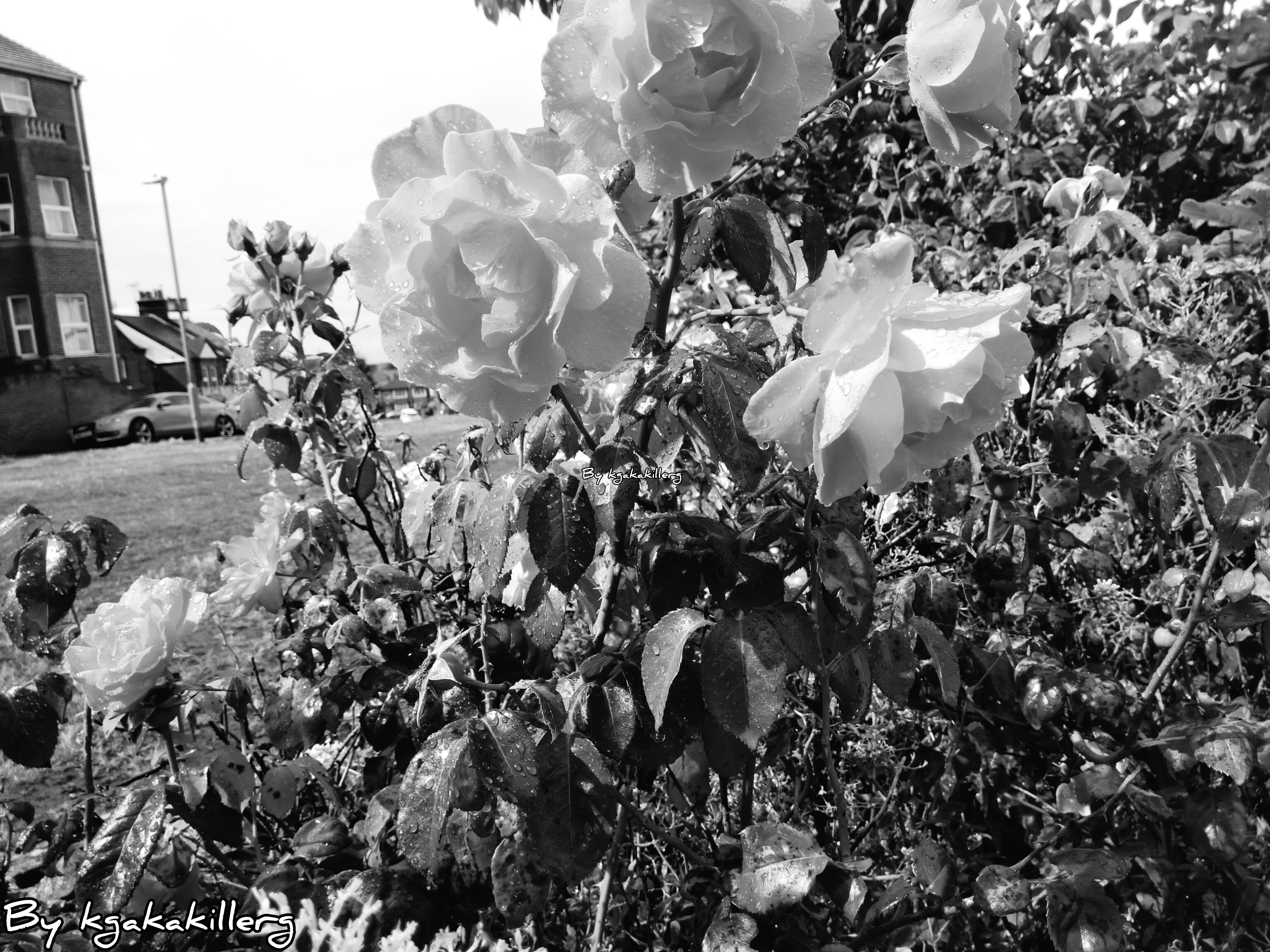 kgakakillerg original content