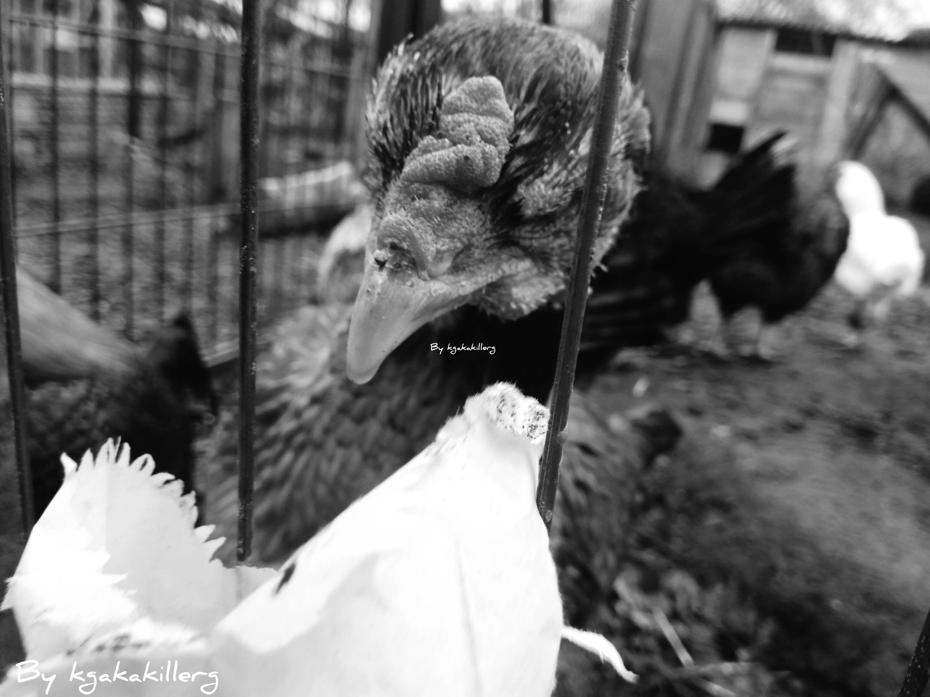 kgakakillerg original content