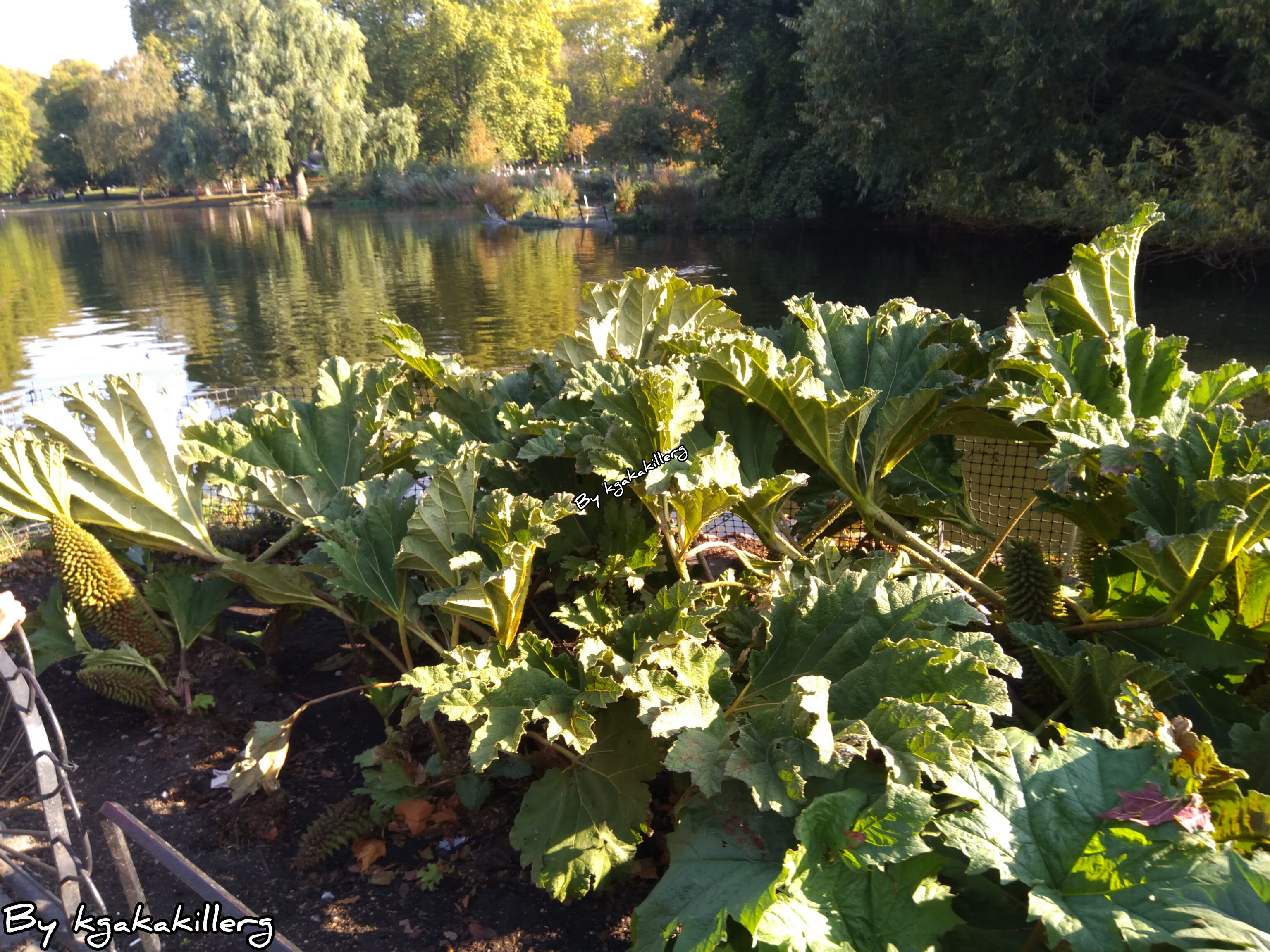 kgakakillerg original content