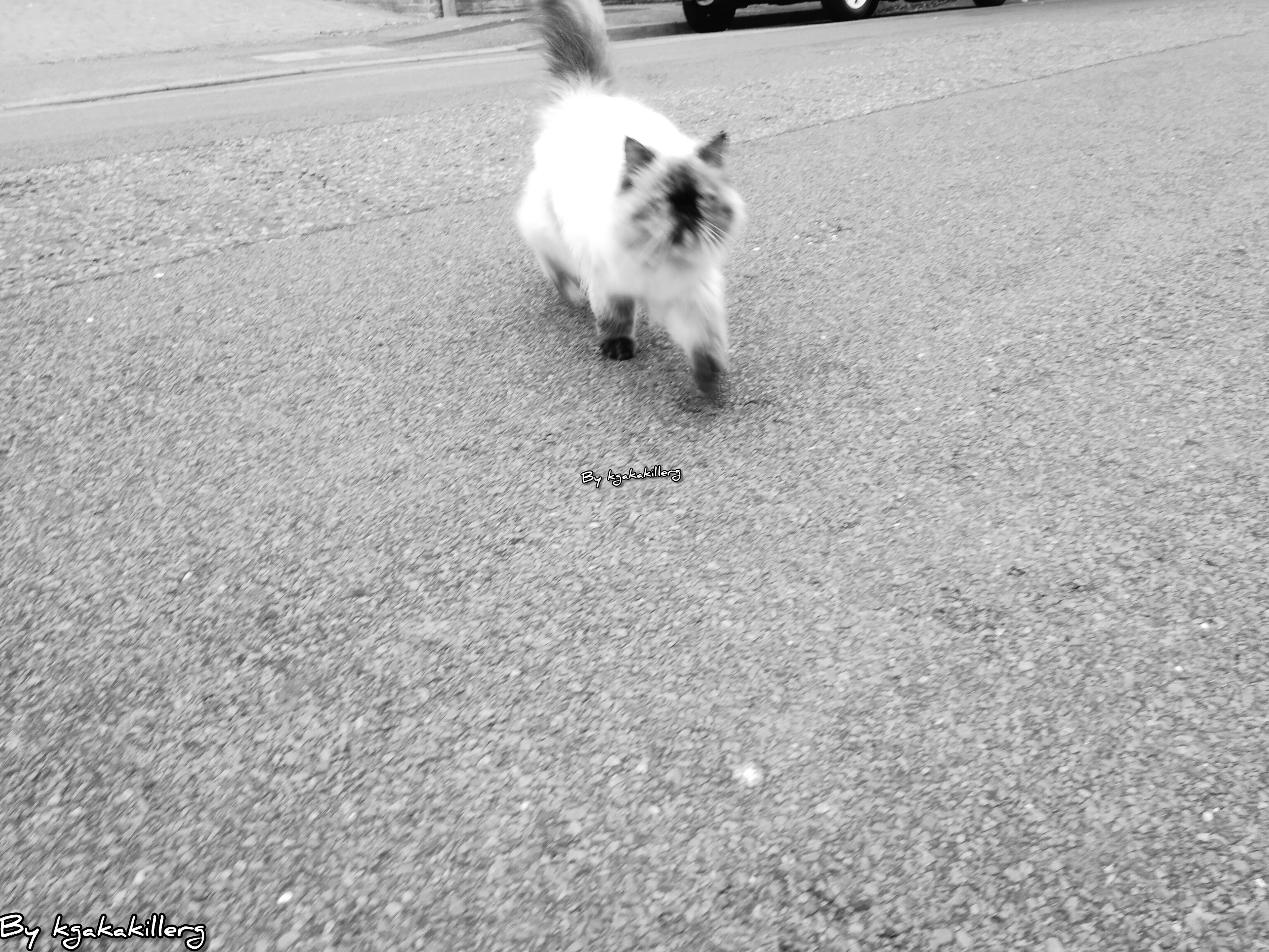 kgakakillerg original content