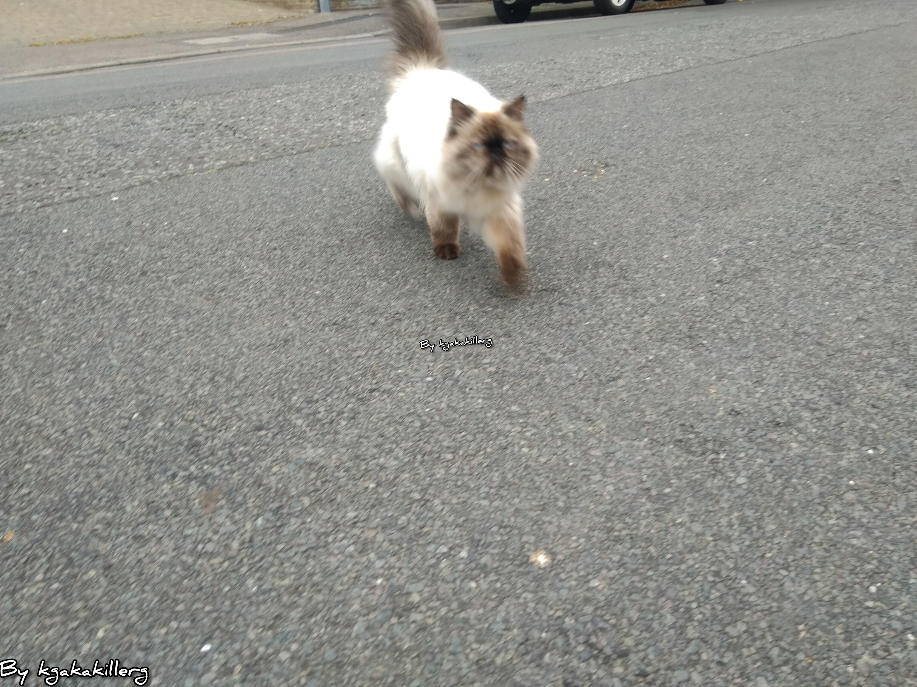 kgakakillerg original content