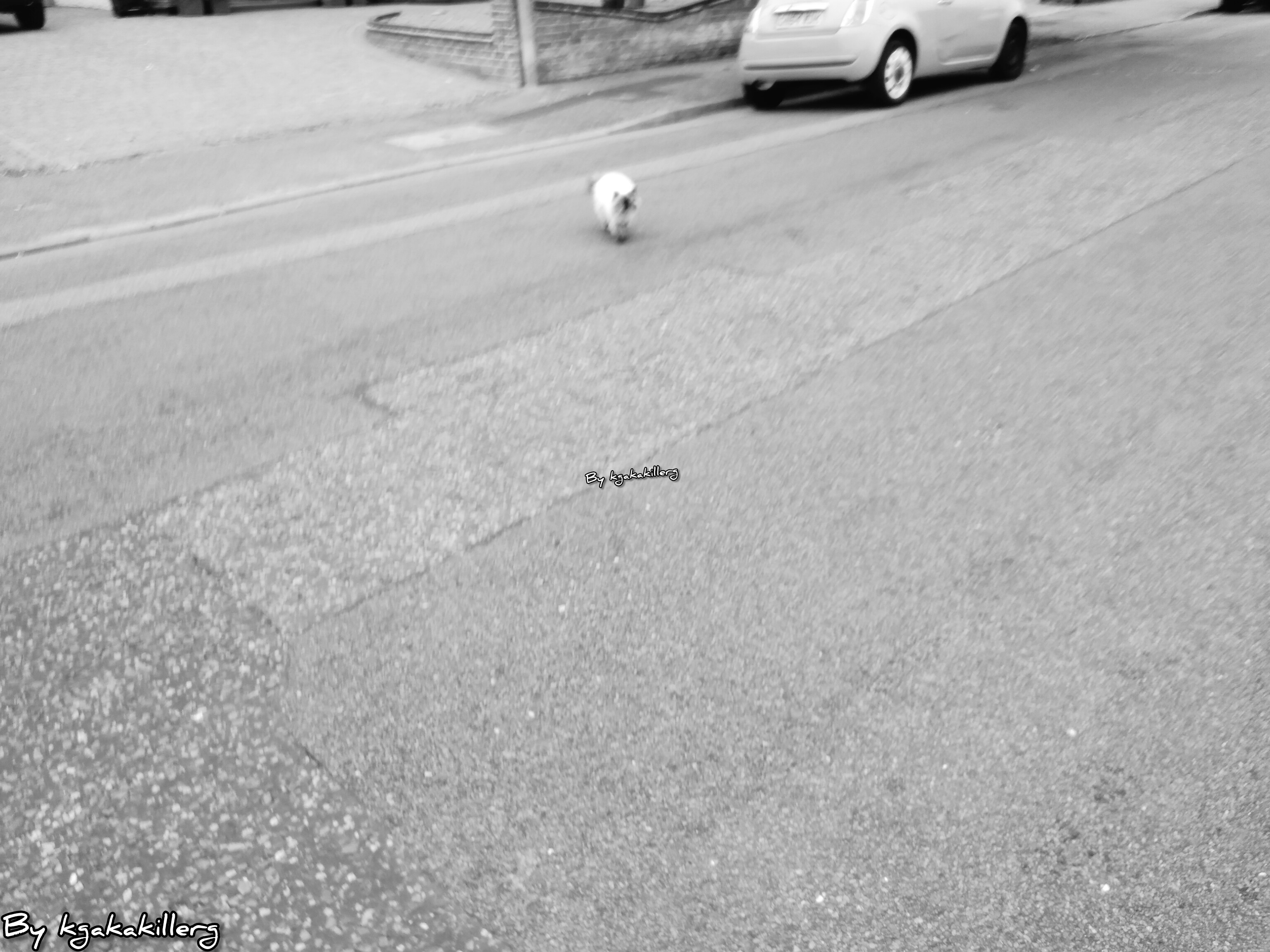 kgakakillerg original content