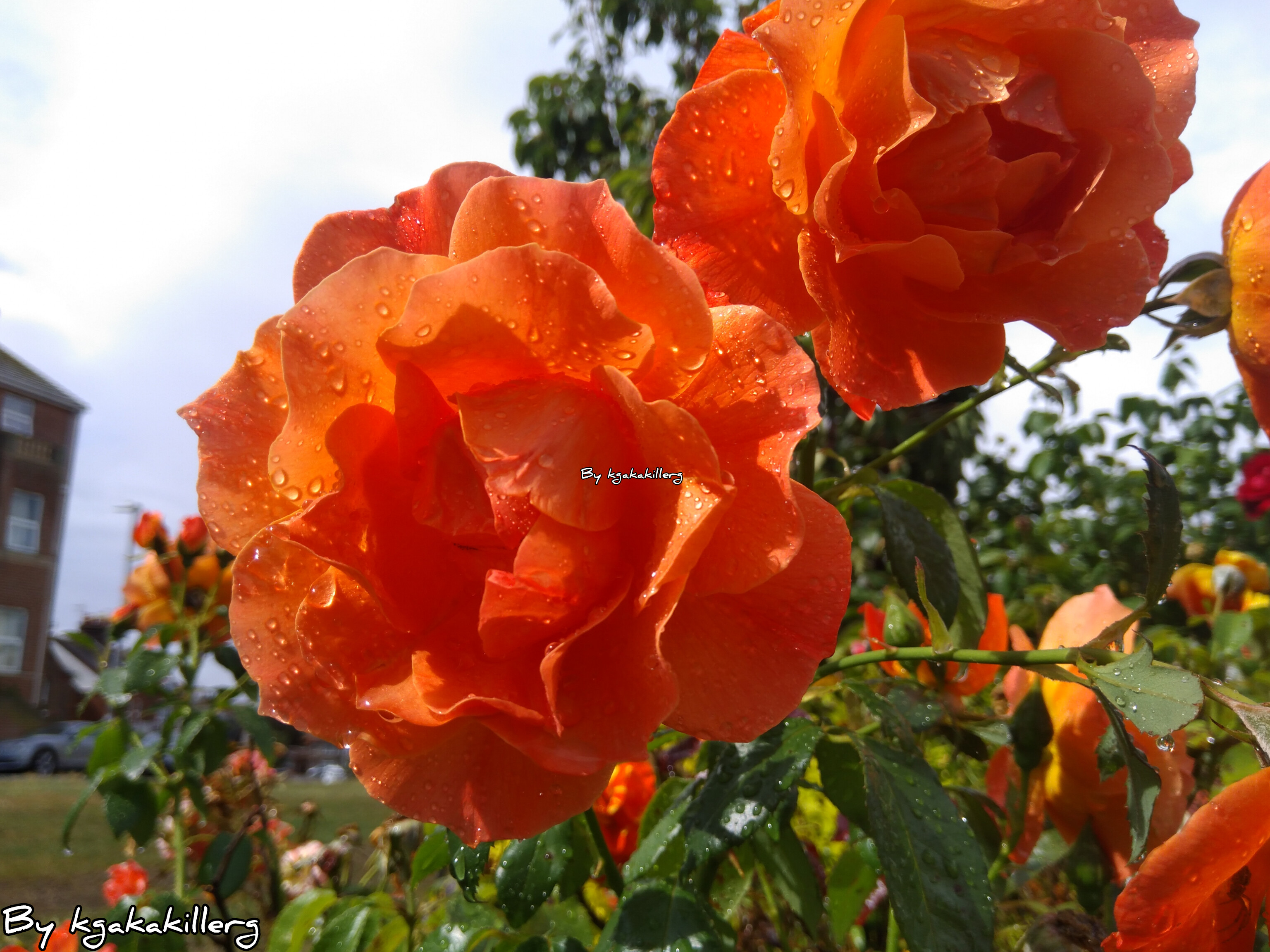 kgakakillerg original content