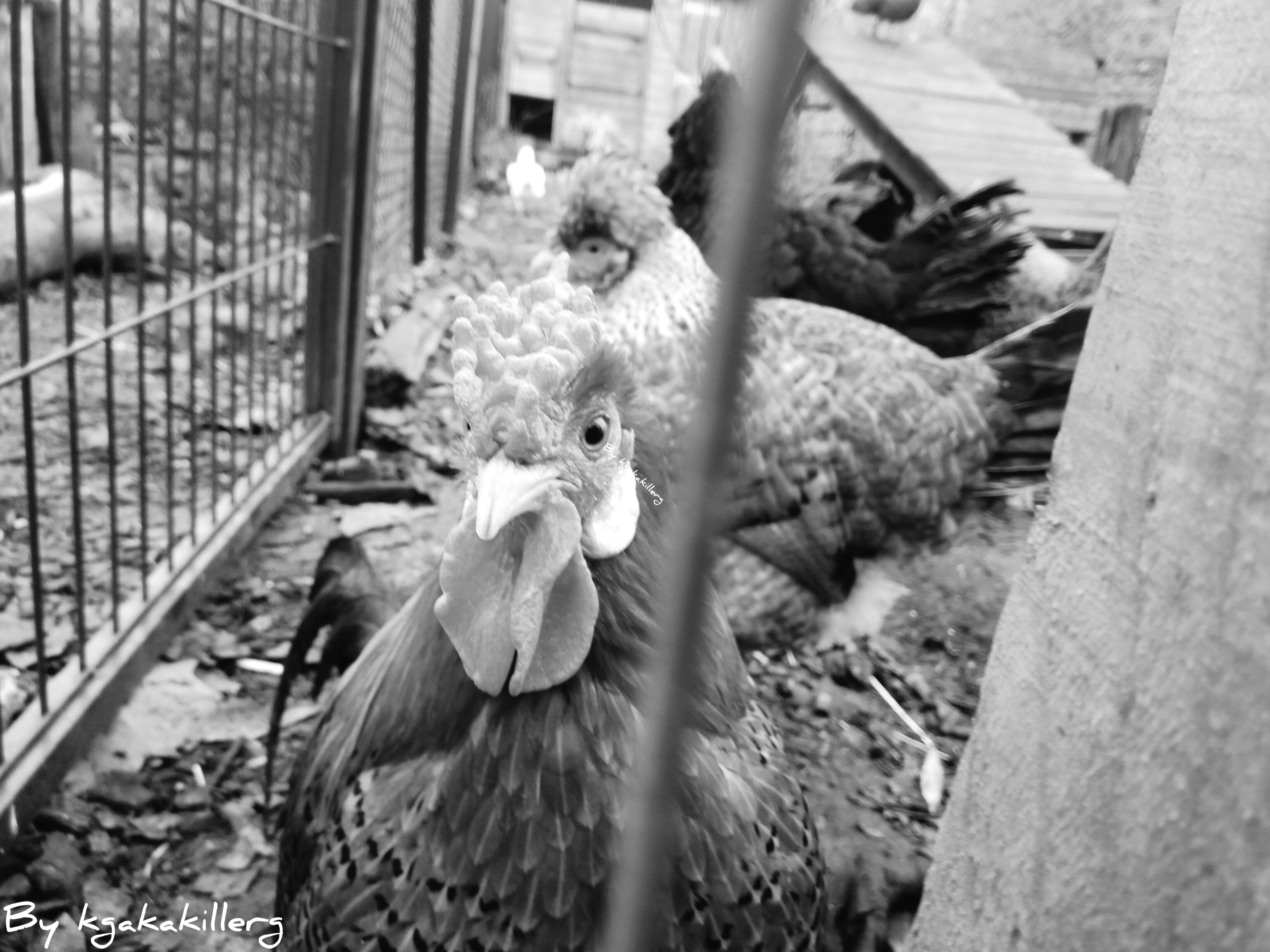 kgakakillerg original Content