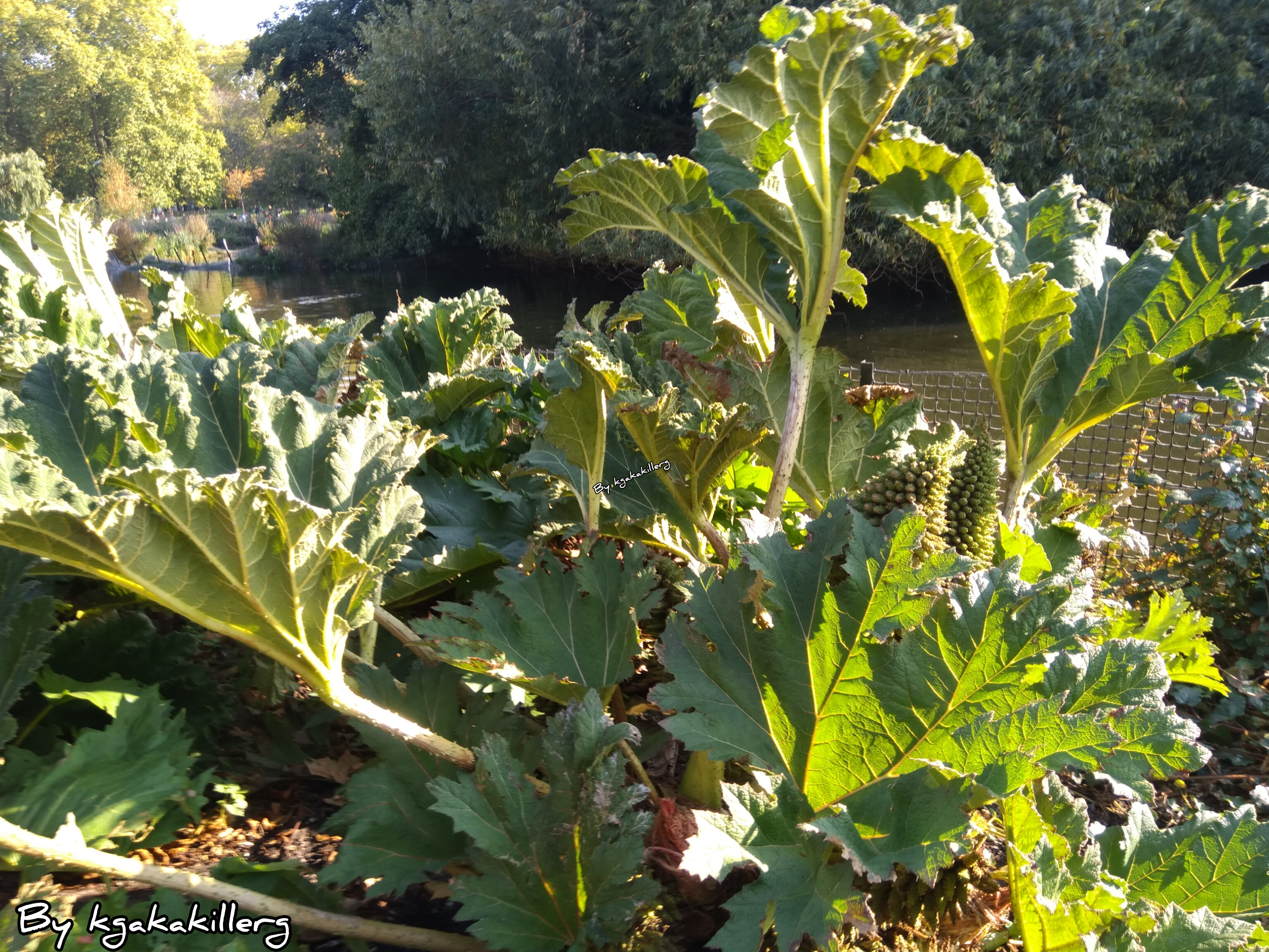 kgakakillerg original content