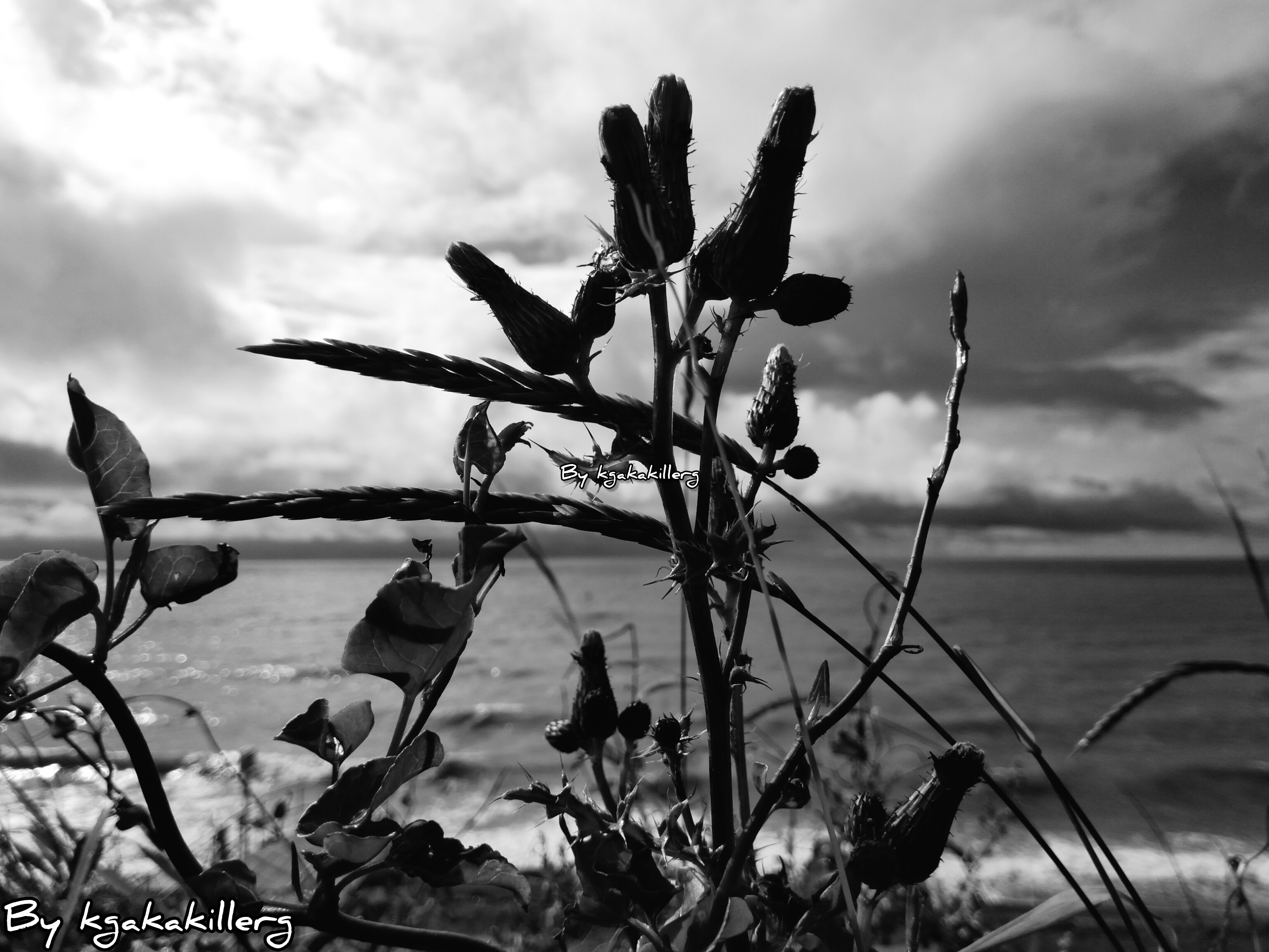 kgakakillerg original content