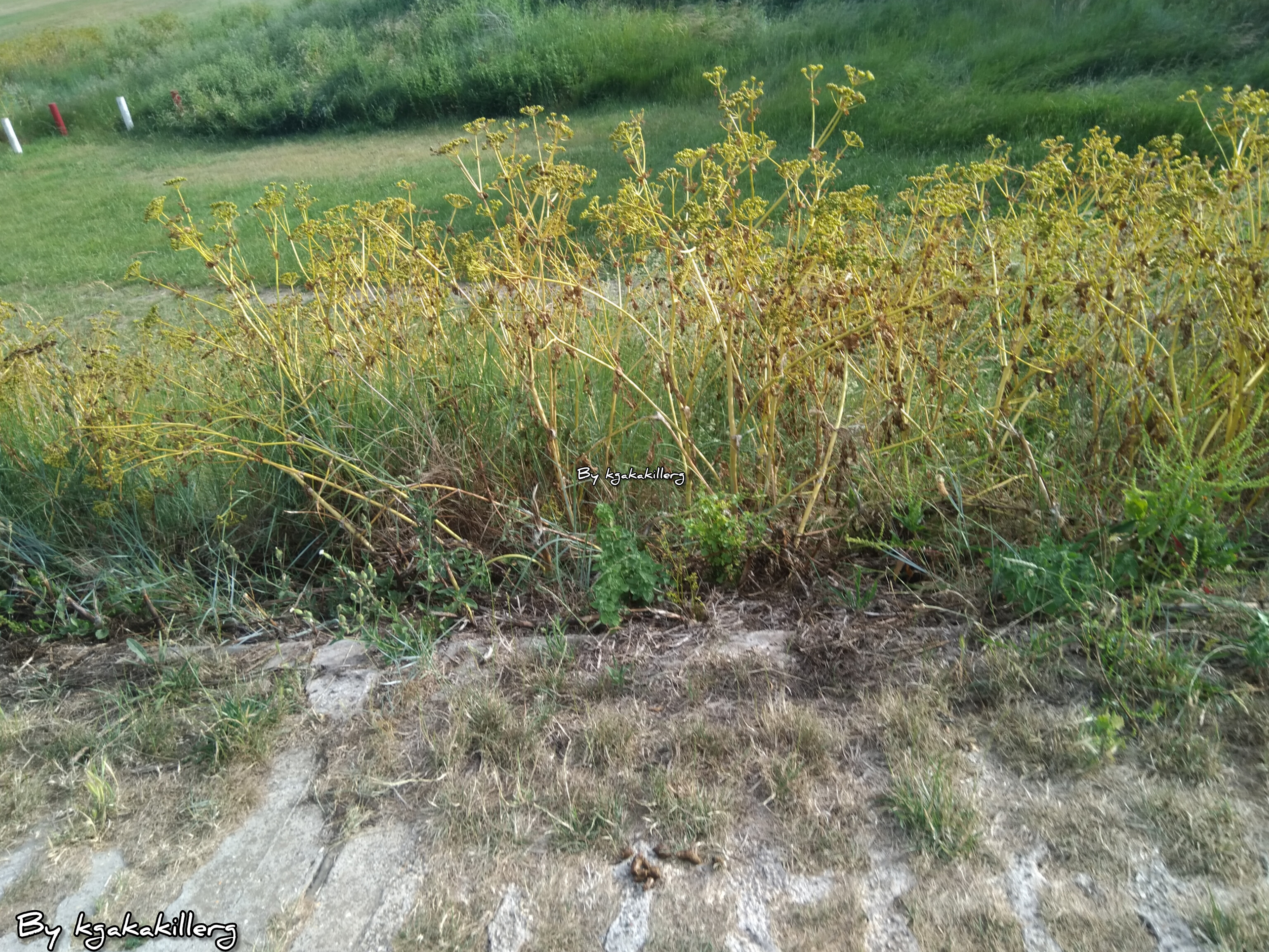 InShot_20250927_055819279.jpg