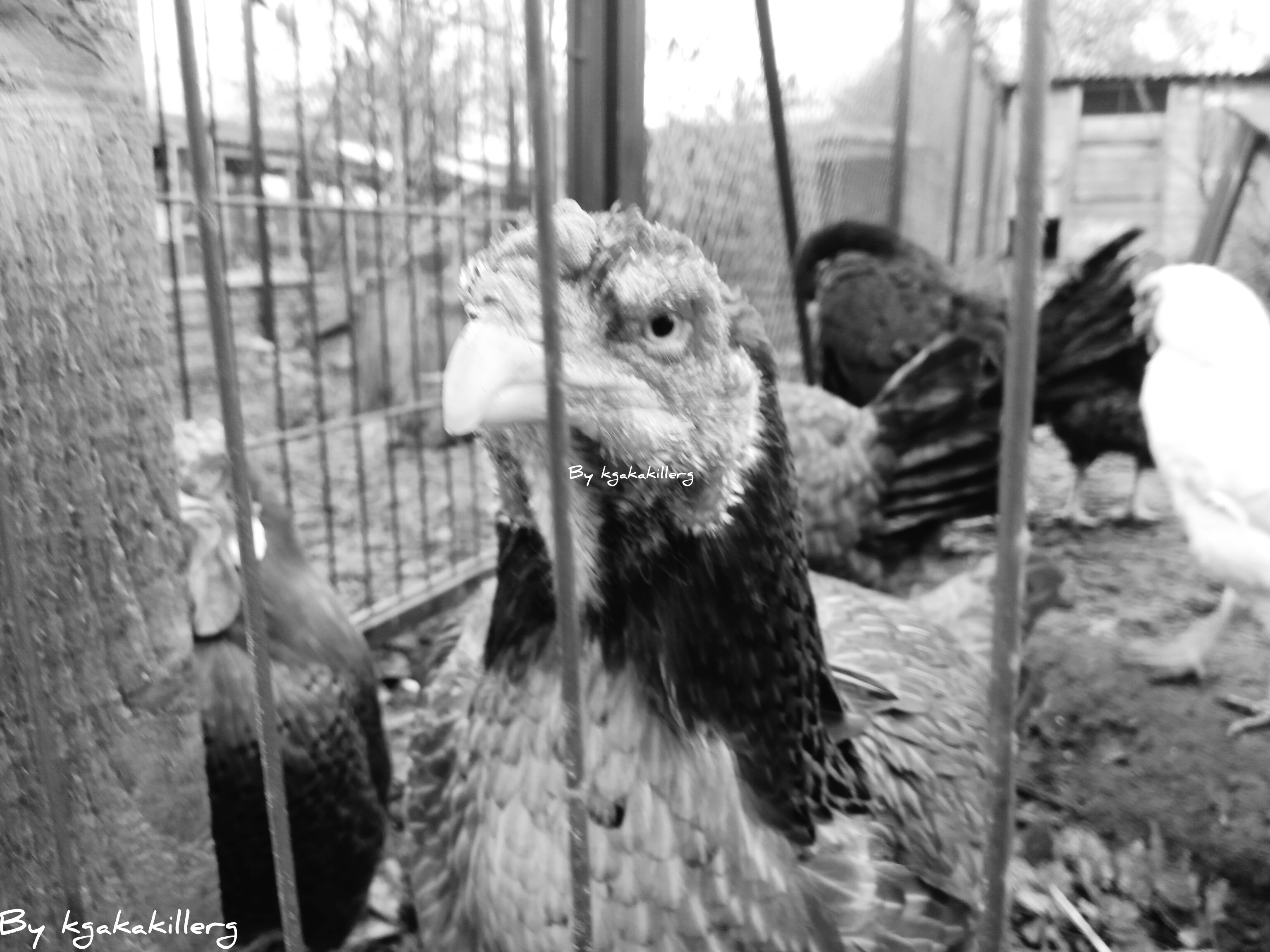 kgakakillerg original content