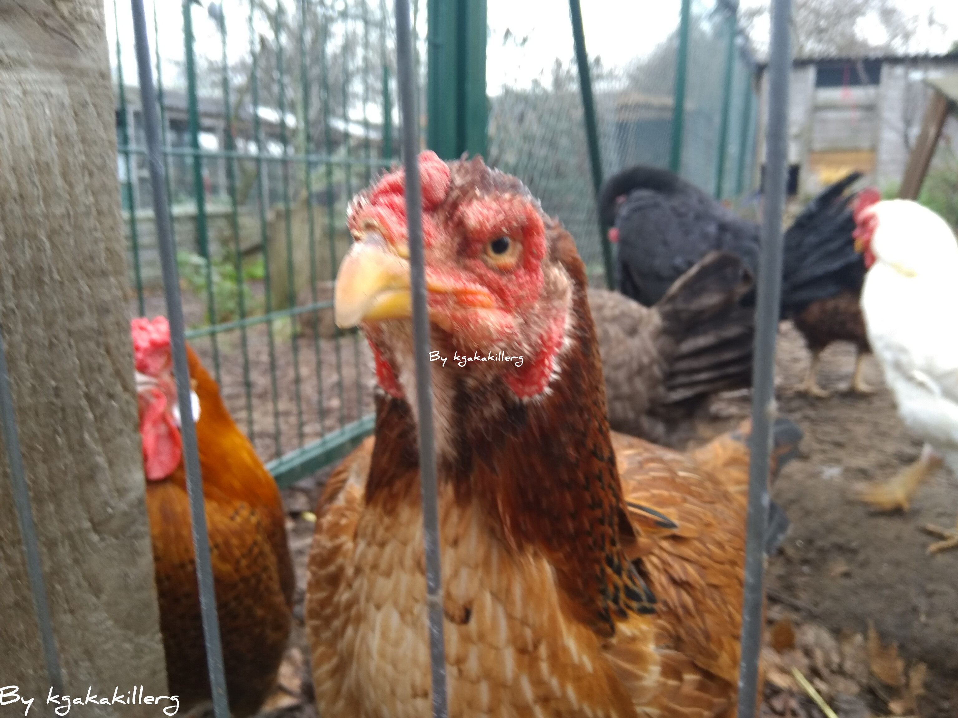 kgakakillerg original content