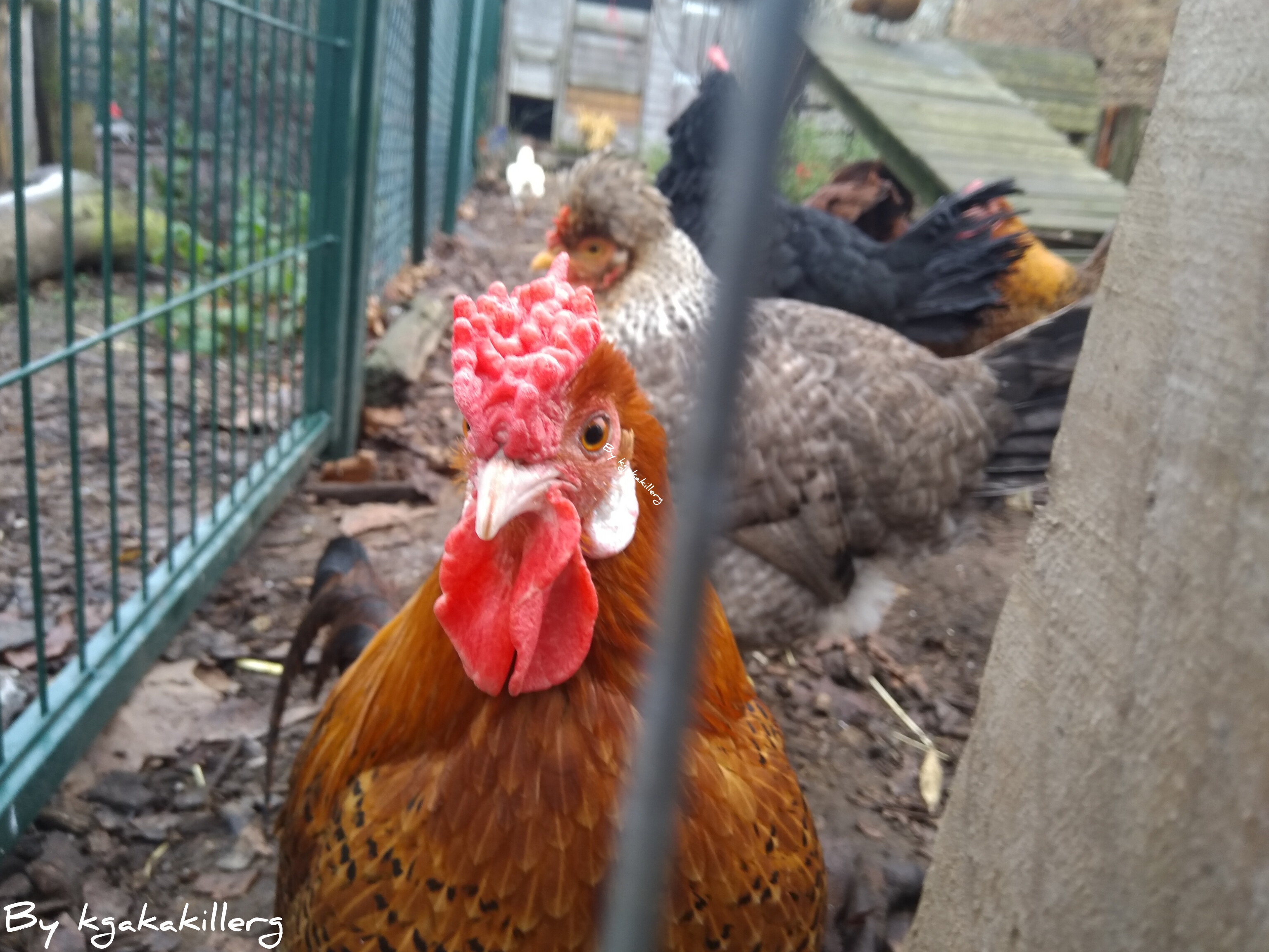 kgakakillerg original content