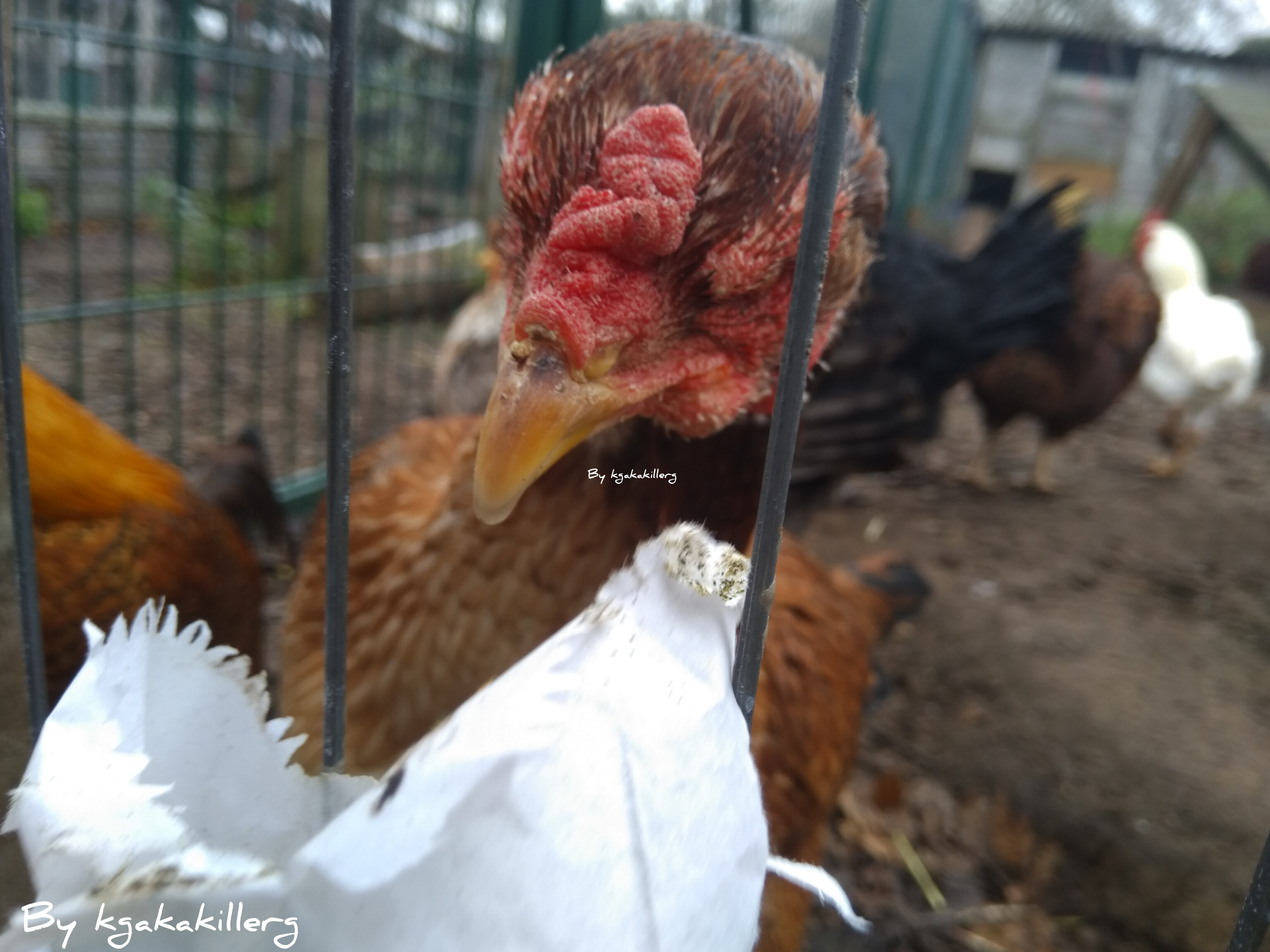 kgakakillerg original content