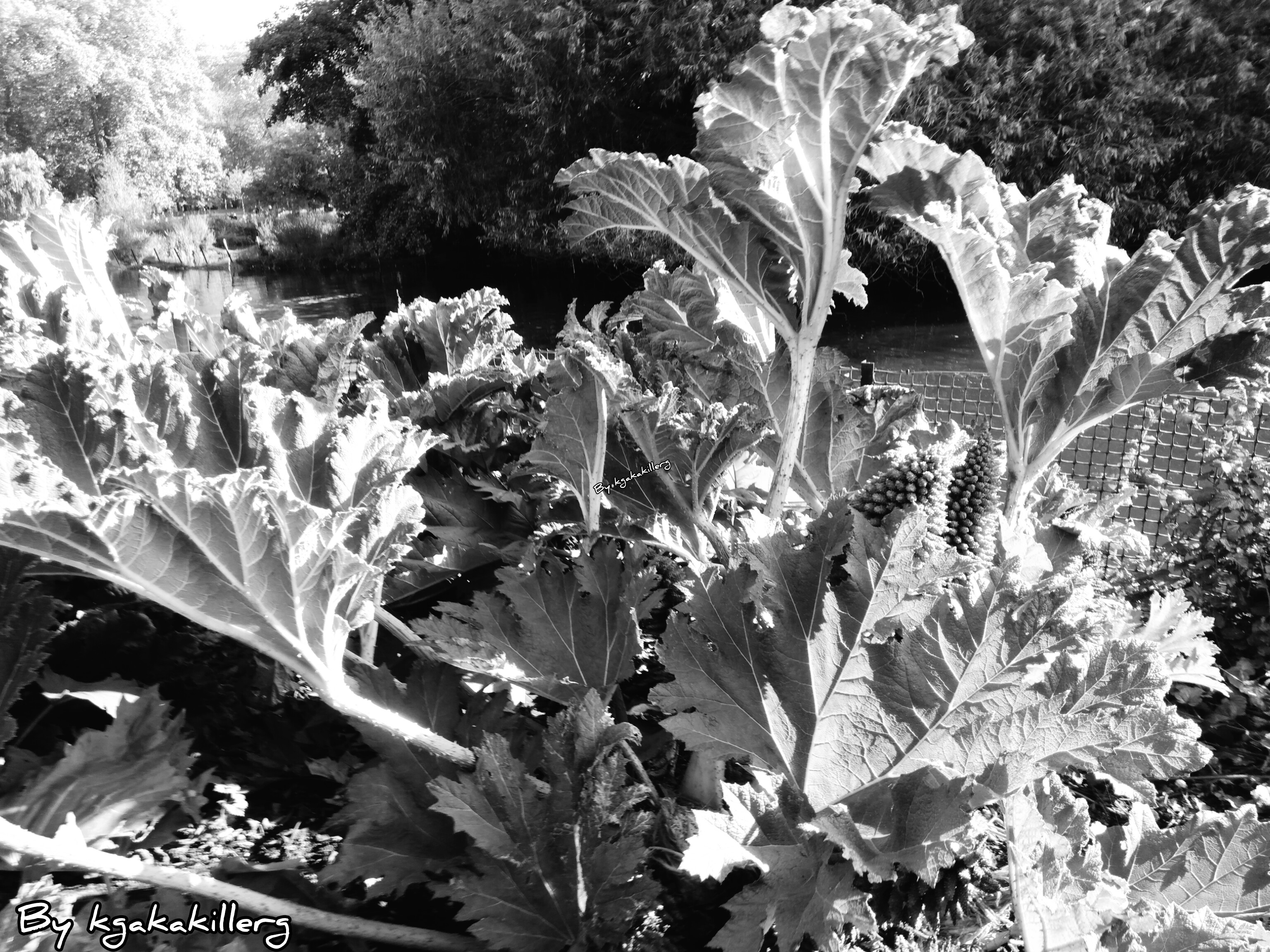 kgakakillerg original content