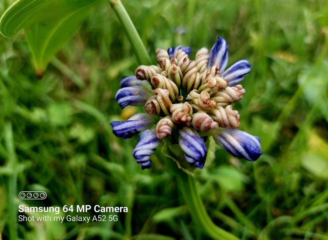 amazing-flower-photography-among-green-grass-blurt