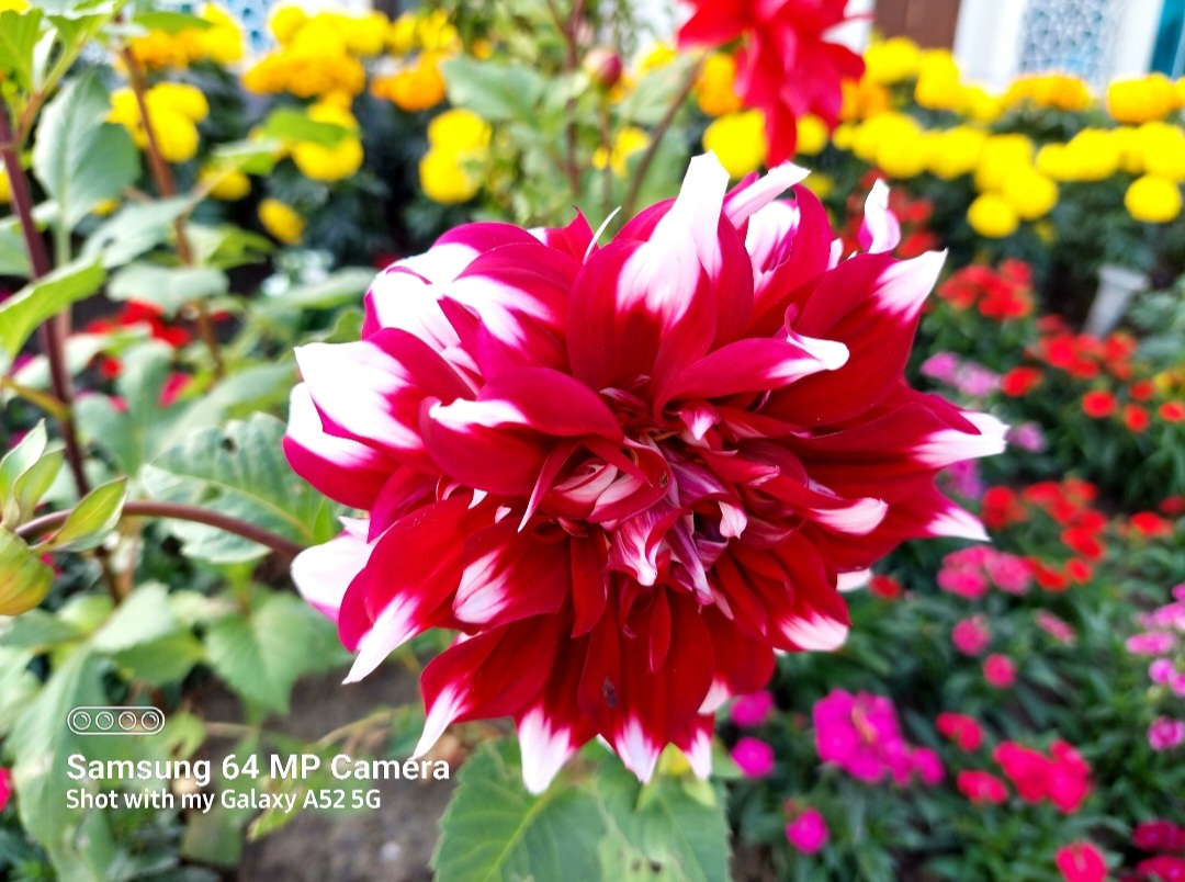 very-nice-photography-of-dahlia-pinnata-flower-blurt