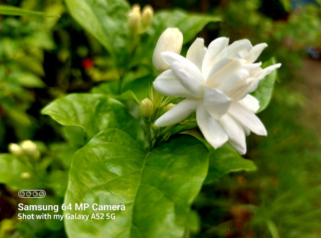very-beautiful-photography-of-arabian-jasmine-flowers-blurt