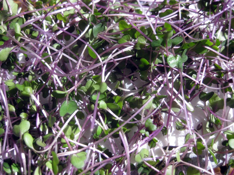 purple-kohlrabi-sprouts-from-a-local-farmers-market-blurt