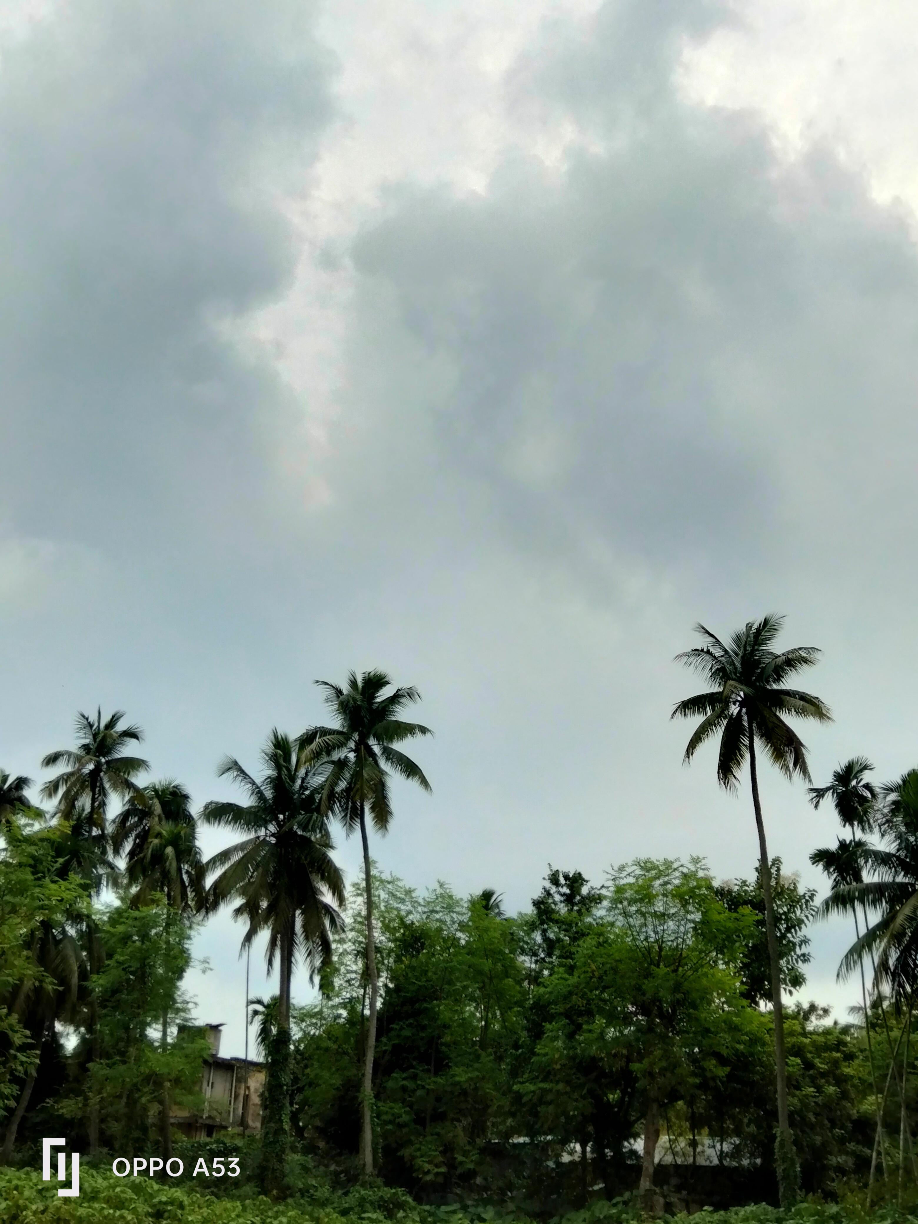 the-beautiful-nature-of-the-coconut-tree-blurt