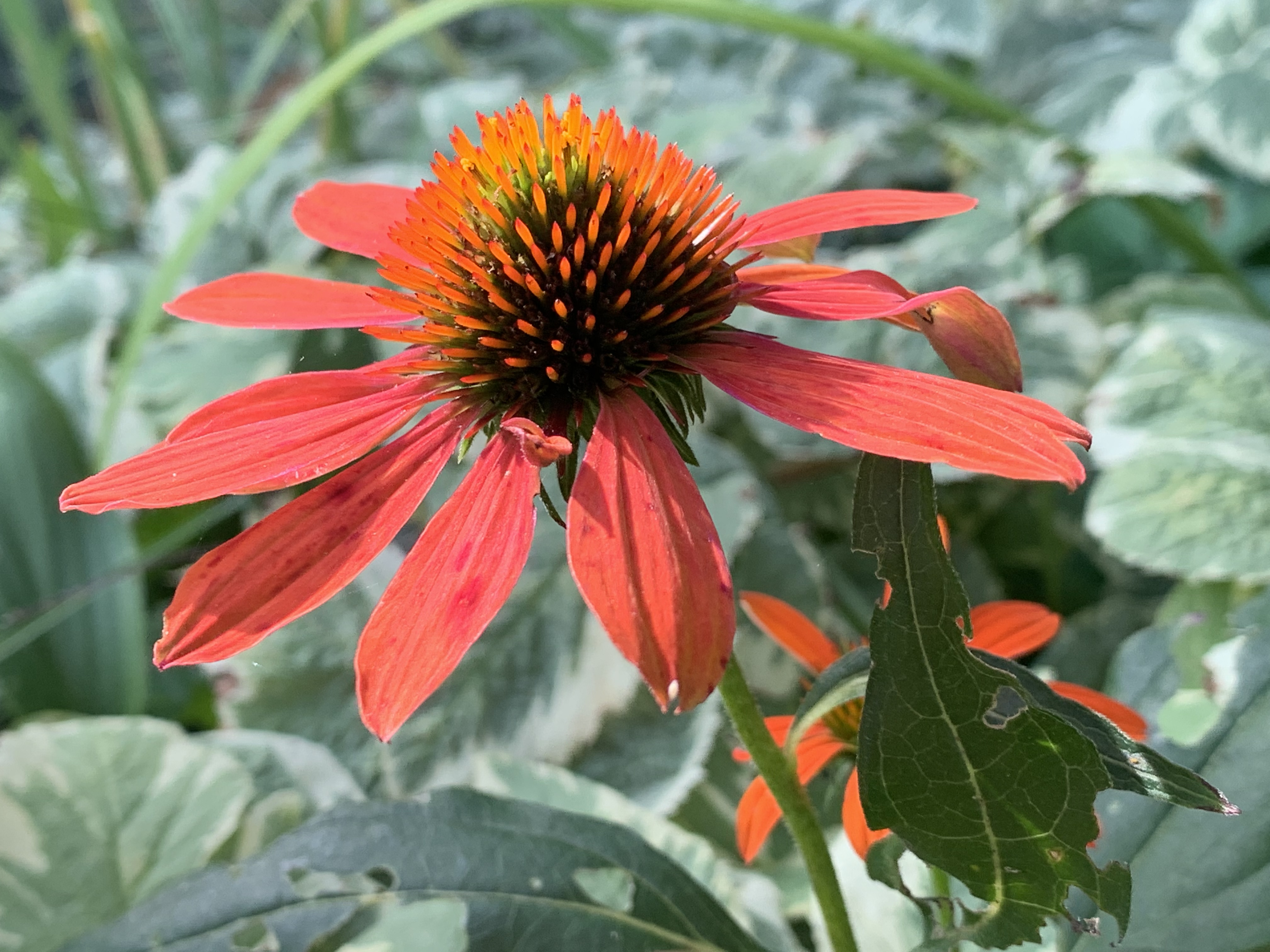 echinacea-in-the-bee-and-butterfly-garden-blurt