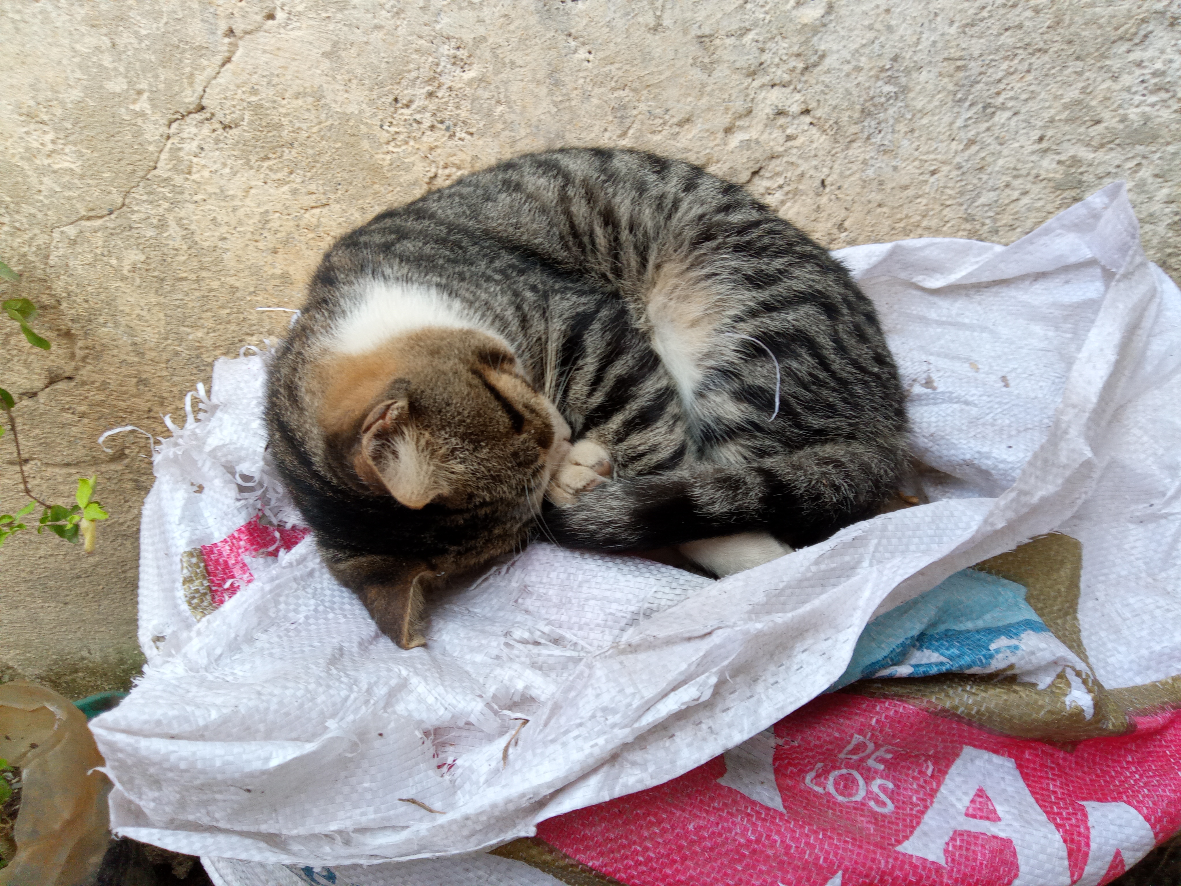 mydailypost-esp-eng-el-gato-durmiente-a-sleeping-cat-blurt