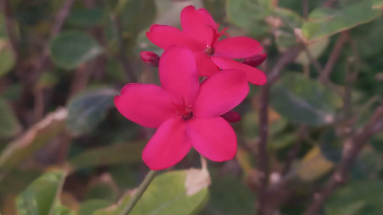 A beautiful flower photography of pink color.