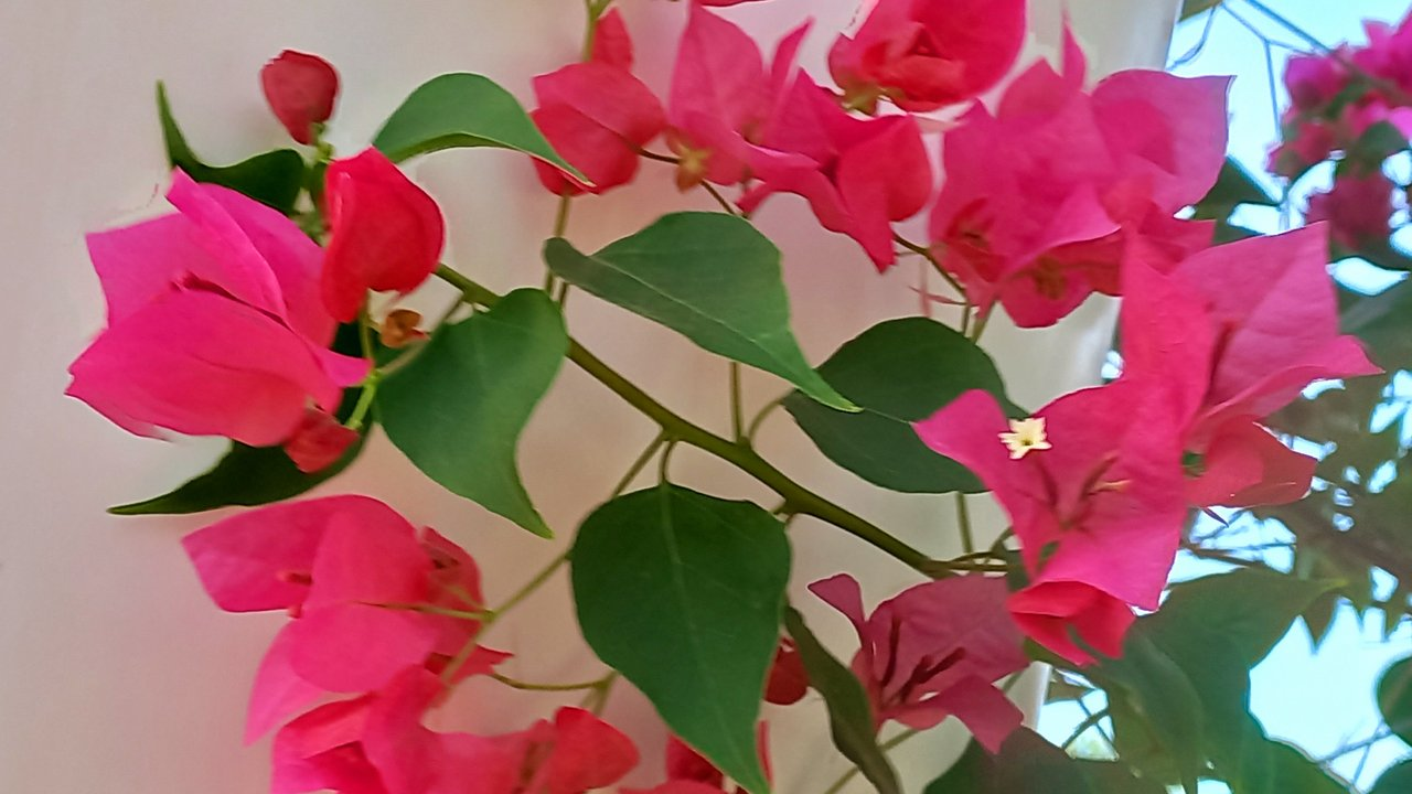 Flower photography.