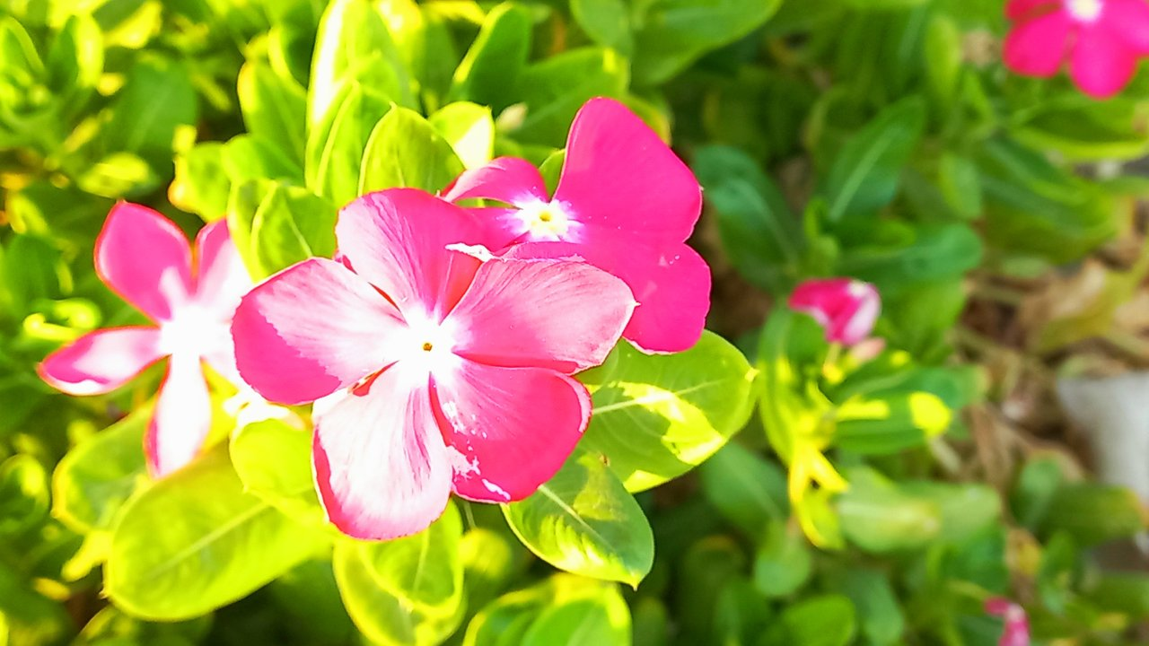 Photography of many Nayantara flowers together.