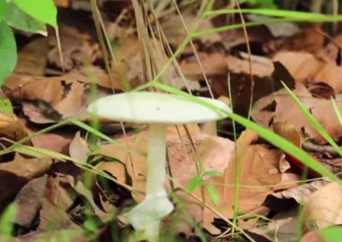 mushroom-photography-blurt