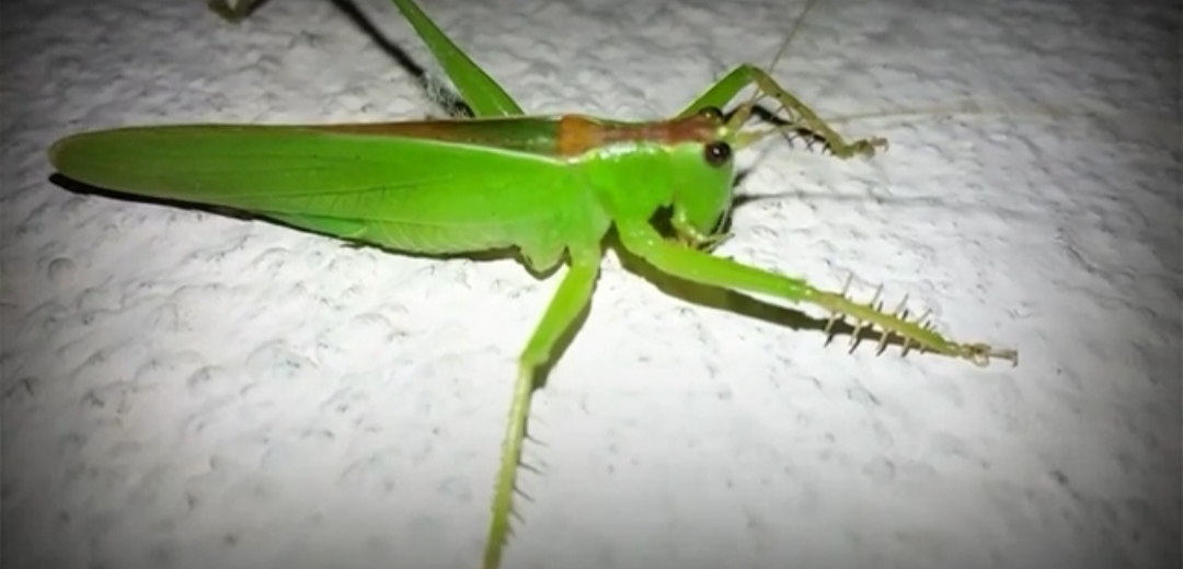 grasshopper-photography-blurt